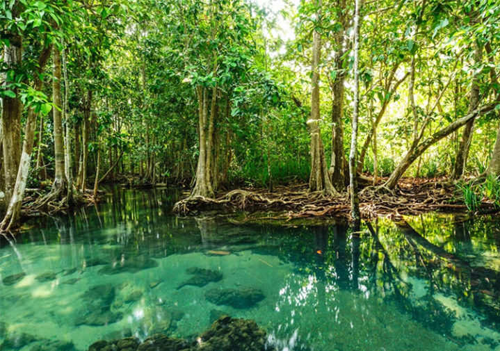 Can-Gio-Mangrove-Biosphere-c